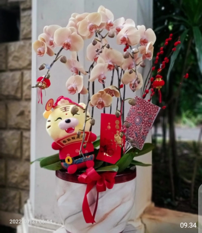 Anggrek Untuk Imlek Cantik