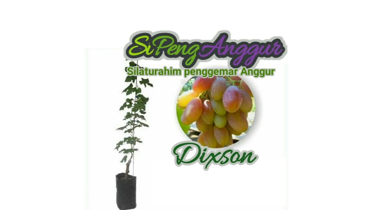 Dixson