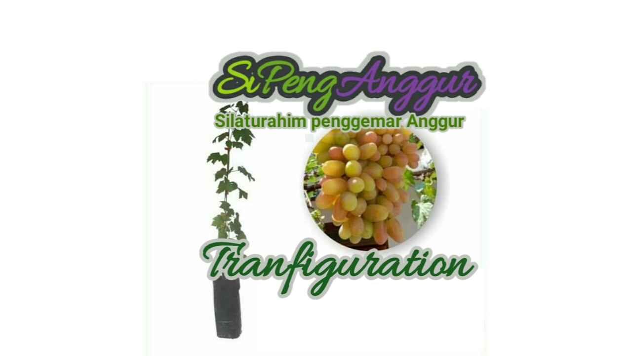 Transfiguration